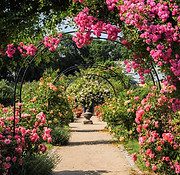 1-climbing-roses-garden-pathway