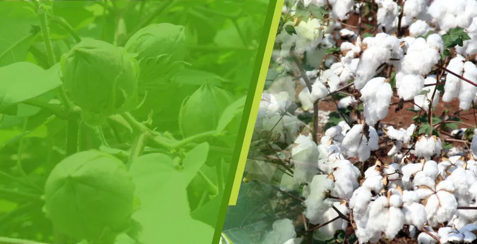 Cotton-1