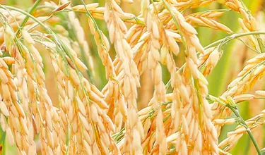 IMG-RICE-HRO_01_Hero-L1-375x220px_1.7_1