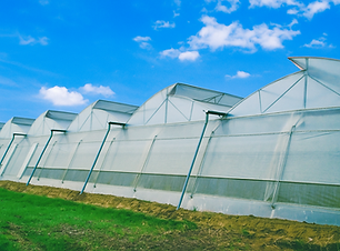 Naturally ventilated greenhouse
