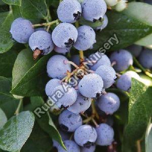 blueberry-plant-1583567985-5329584