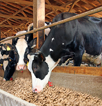 cattle-image