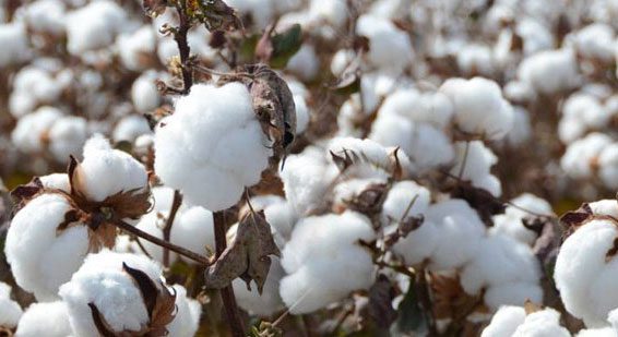 cotton-crop-md