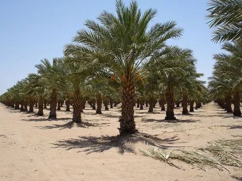 date-palm-tree-500×500