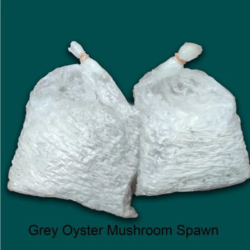 grey-oyster-mushroom-spawn-500×500