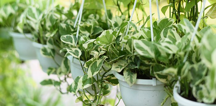 hme-ind-plants