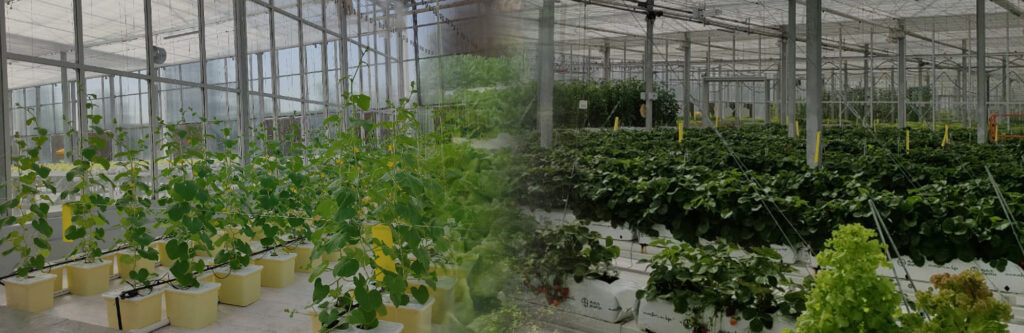 hydroponic-banner