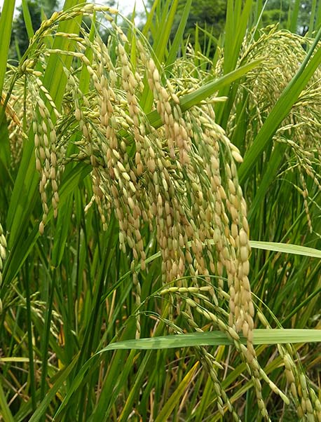 indam-300-021 (1)