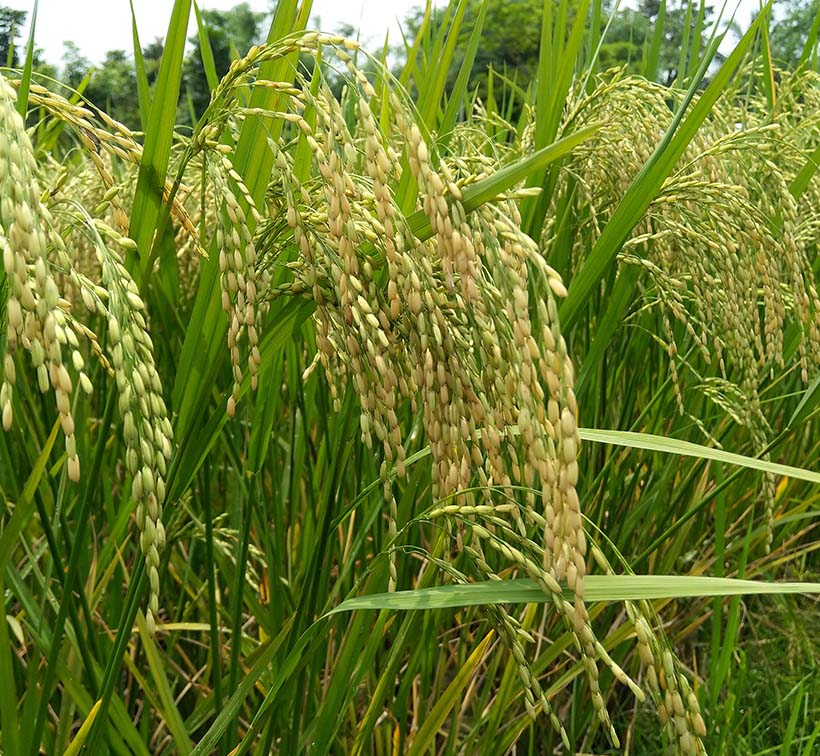 indam-300-021