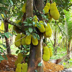 kerala_jack_fruit_1634794321