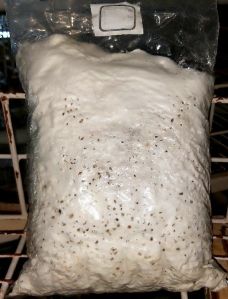 milky-mushroom-1622199705-4385583