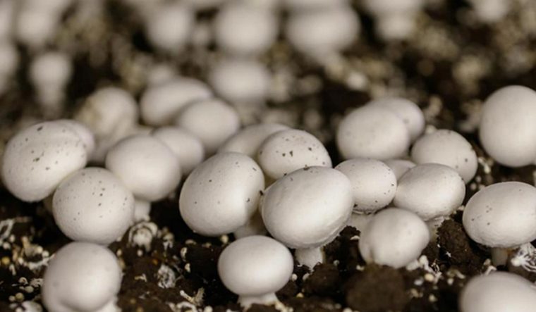 mushroom-reu
