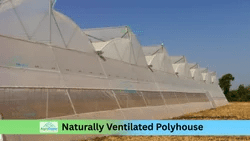 nhb-subsidy-natural-ventilated-polyhouse-250×250