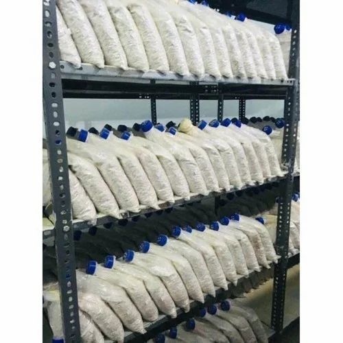 oyster-mushroom-spawn-500×500