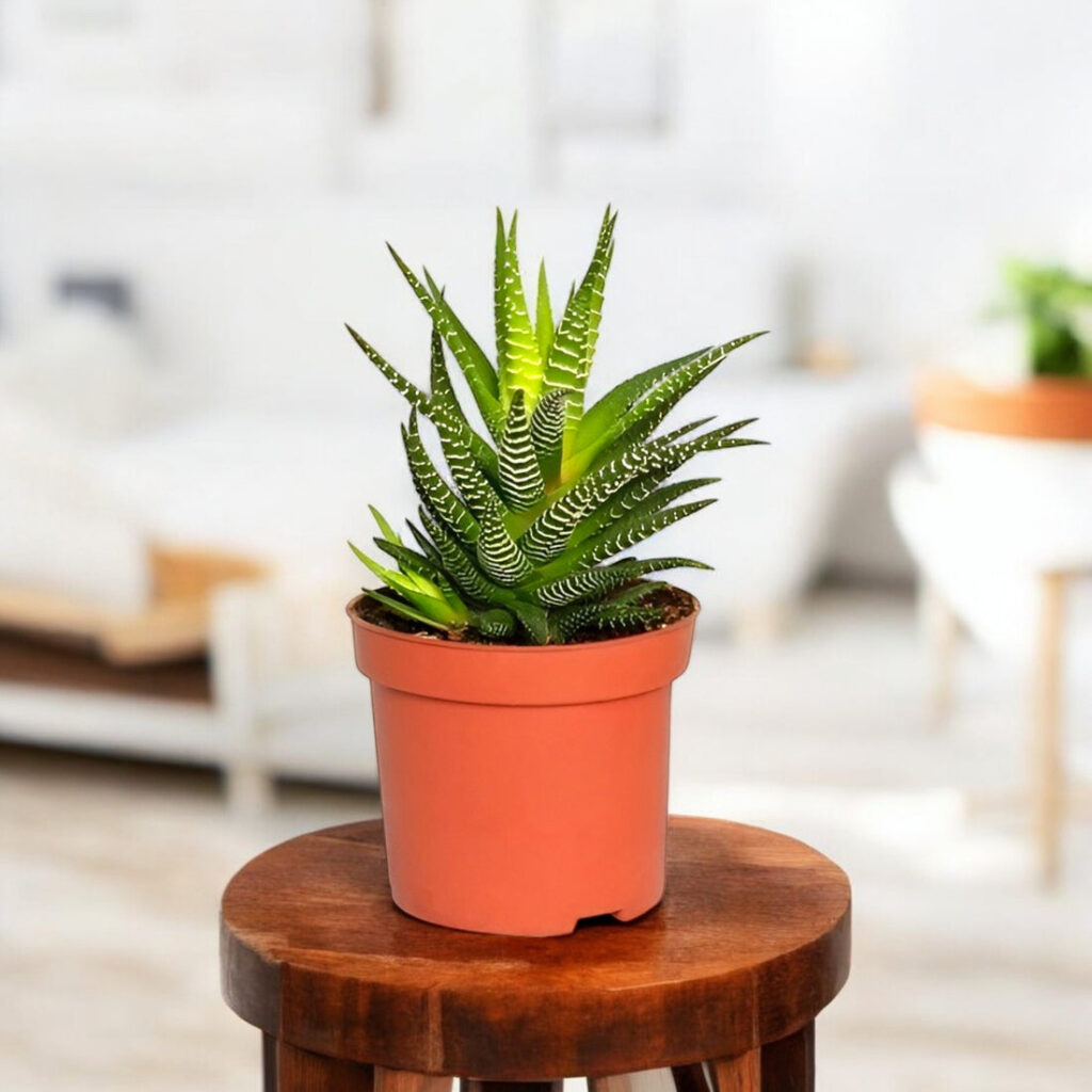 pg-haworthia-attenuata_c01611ae-5835-42ab-98a2-c6319d4eafe1