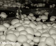 white-button-mushroom-250×250