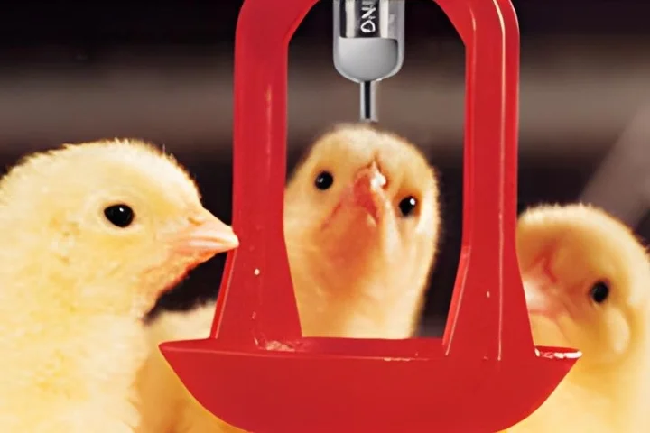 Poultry-Nipple-Drinker-System-2
