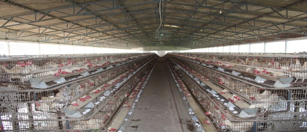 Shiva-Poultry-Equipments-Banner-1