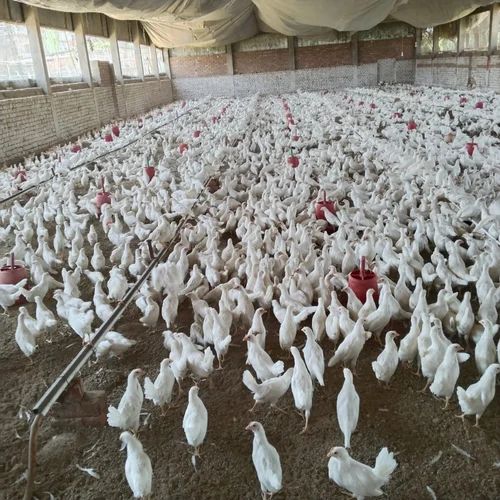 poultry-layer-pullet-birds-500×500